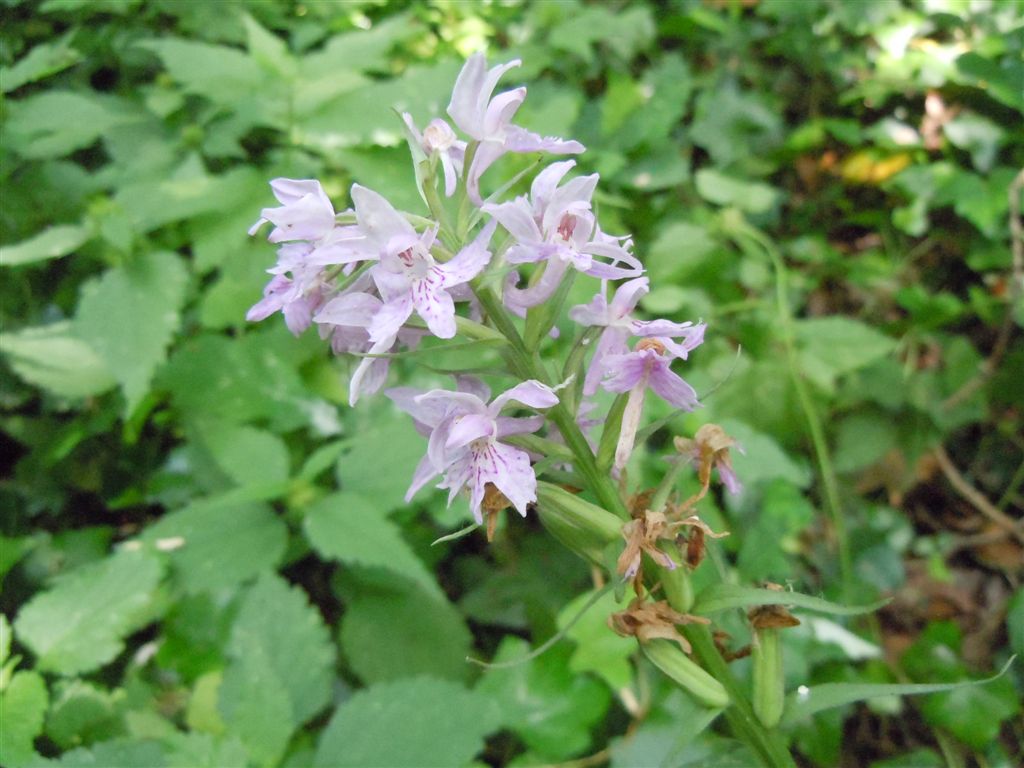 Lamiacea? No, Dactylorhiza fuchsii ?